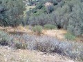 Agricultural Land For Sale - Close To.. - 2
