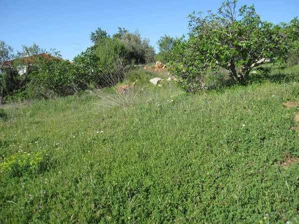 Building Plot For Sale - Loule