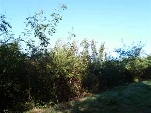 Average Price For 1 Hectare Wood Land -.. - 2