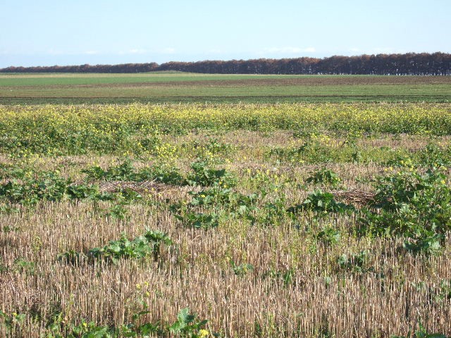 Land in Gorichane, Shabla - 2