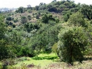 Te Koop: Bouwkavel In Oost Algarve..