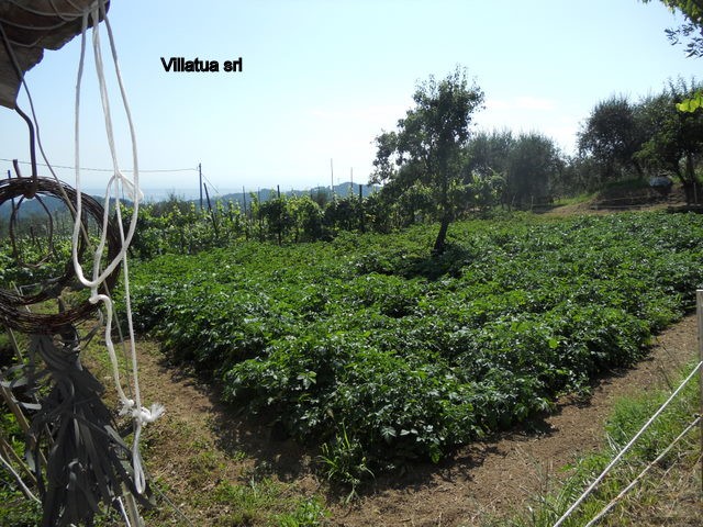 Country/farmhouse - For Sale - Coastal..