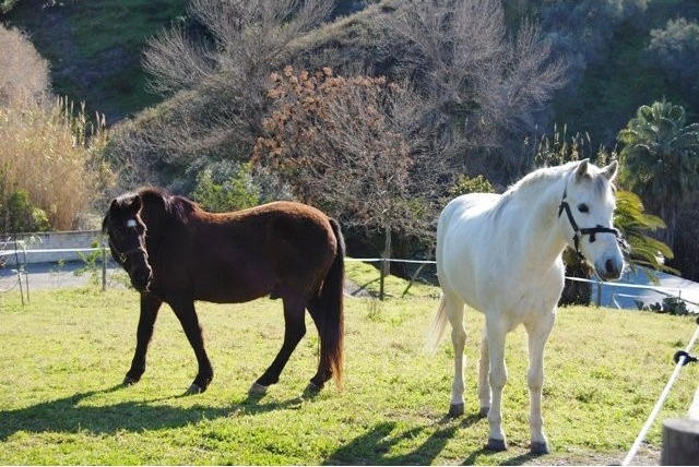 Country Houses for Sale in Competa..