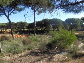 For Sale: Plot In Central Algarve.. - 2