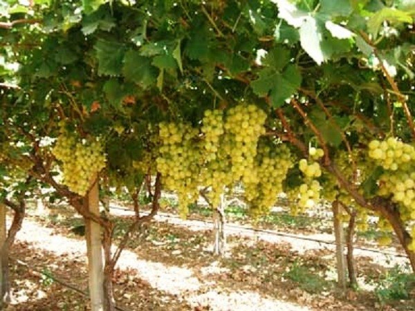 A farm for sale in Bizerte - 2