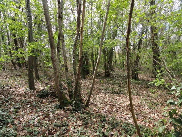 25130 - Vente - Terrain - Vergt
