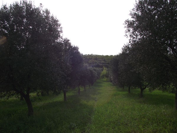 Trulli Valentina - € 65000 - 2
