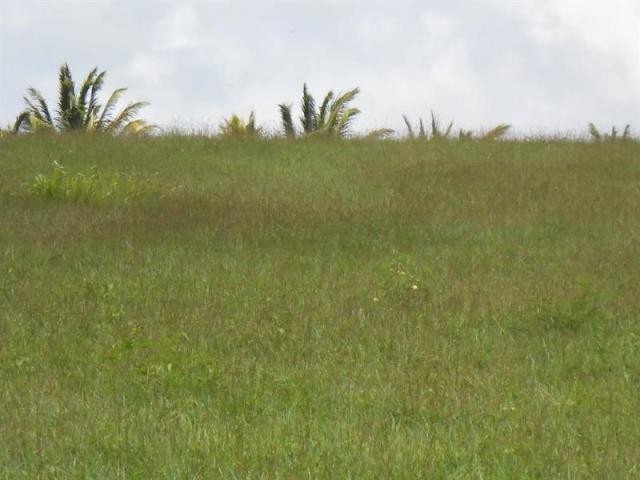 Property For Sale: Apes Hill Polo Field.. - 2