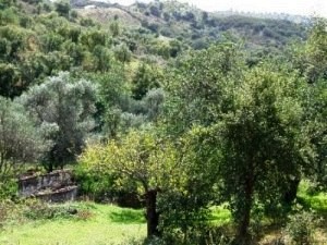Te Koop: Bouwkavel In Oost Algarve.. - 2