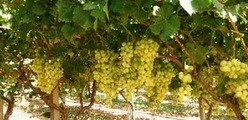 A farm for sale in Bizerte