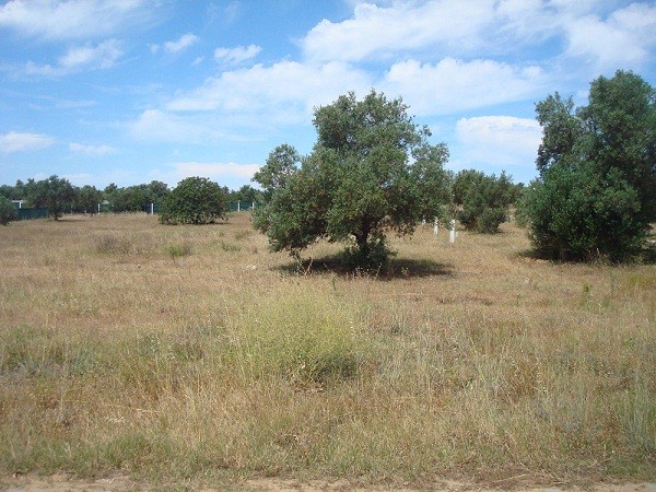 Plot - Vilamoura