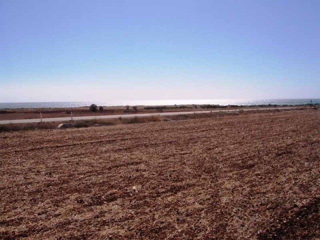 Larnaca