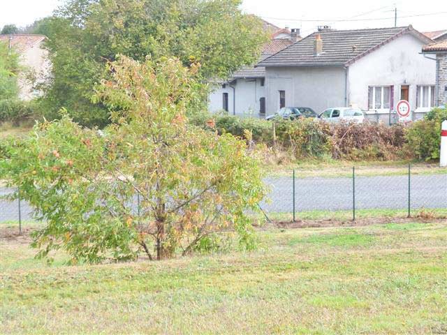Building Plot In The Haute Vienne - For.. - 2