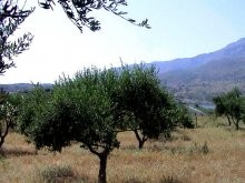 Kournas Lake Property - 2