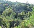 Large Amphitheatric Plot In Apokoronas - 2