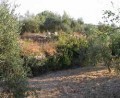 Large Amphitheatric Plot In Apokoronas