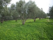 Sea View Plot For Sale - 2