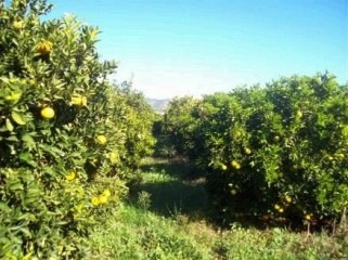 Te Koop: Bouwkavel In Centraal Algarve.. - 2