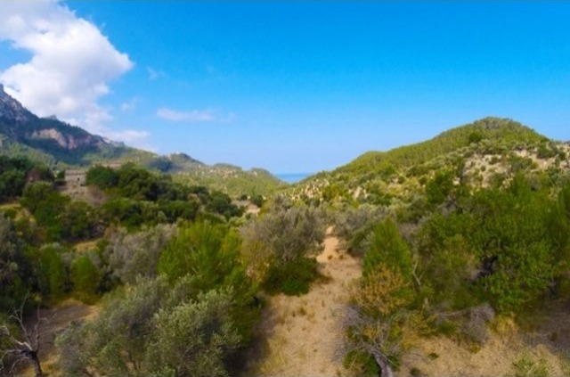 Plot With License In Estellencs