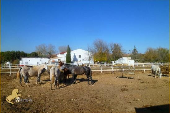 Finca yeguada casa de campo caballos..