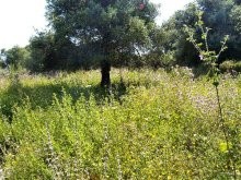 Building Land Crete - 2