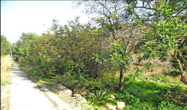 Plot For Sale Denia - Ref: 1441