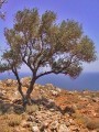 Sloping Plot In Secluded Location For..