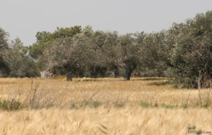 Larnaca