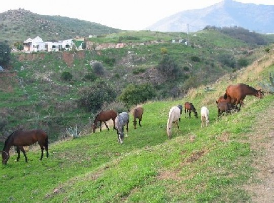 Finca for sale in Mijas, Malaga