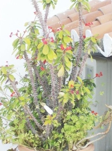 3 Bed Town House for sale in..