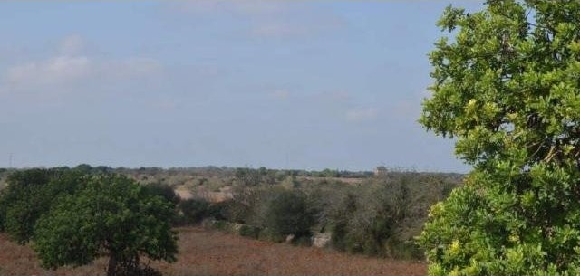 Land near Santanyi 31.000m2 good.. - 2