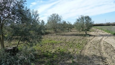Land - Awaiting further details for.. - 2