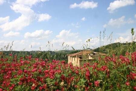 Podere L'olmo