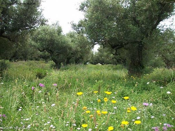 Land - Zakynthos - For Sale