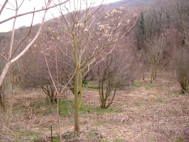 Land in Balchik, Albena