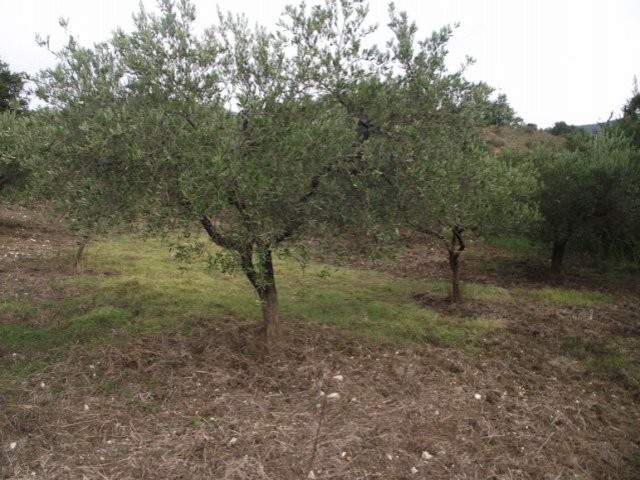 Agricultural land for sale in Italy.. - 2