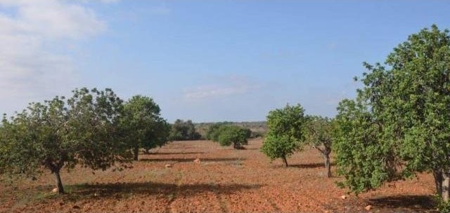 Land near Santanyi 31.000m2 good..
