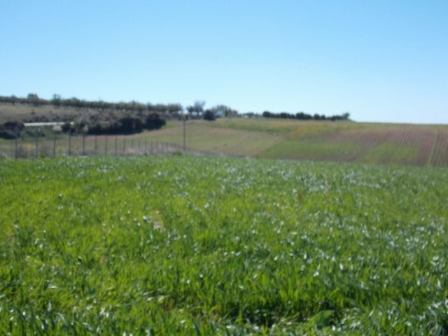 B345 - Land parcel of 5500 sq.m. in.. - 2