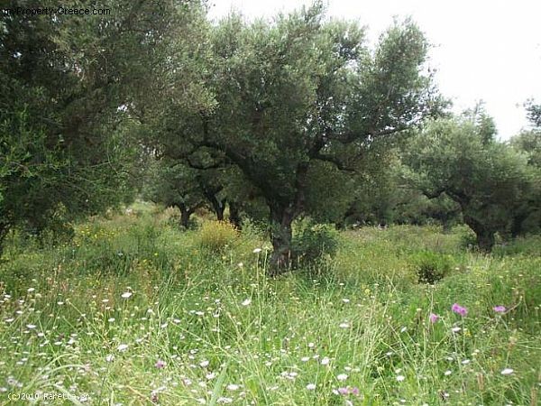 Land - Zakynthos - For Sale - 2