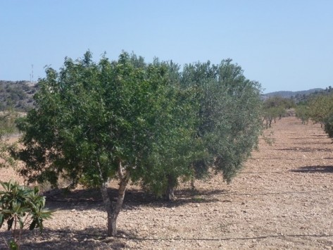 Two homes in one in El Canton, Murcia - 2