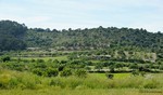- Finca - For Sale
