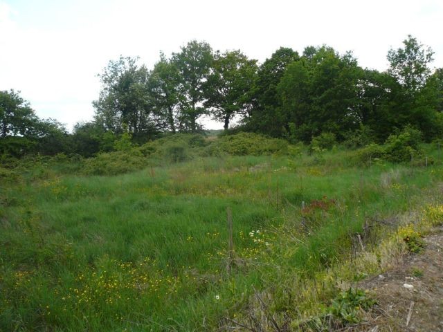 A "briar Patch" Without Br'er Rabbit.... - 2