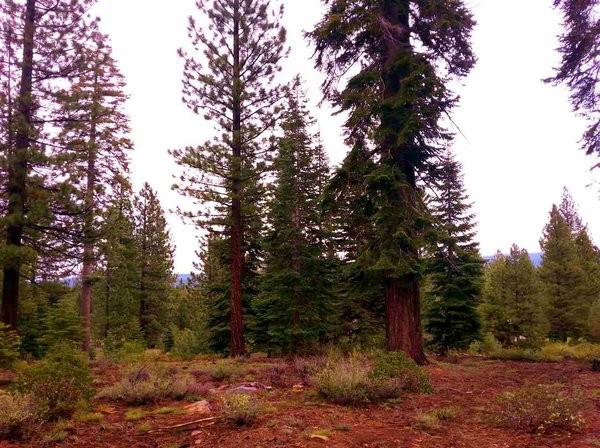 Land For Sale: Truckee, California - 2