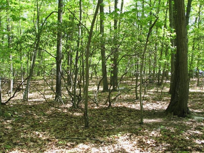 Land For Sale: 153 Shindagen Hill Road.. - 2