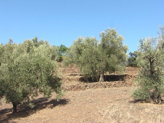 Rural land for Sale in Sayalonga.. - 2