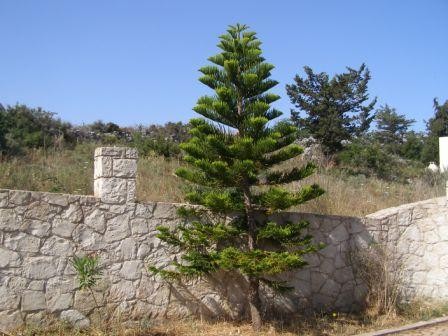 DCP-205 Vamos Building Plot only.. - 2