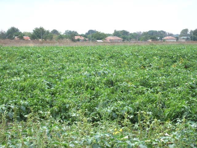 Land in Krapets, Shabla