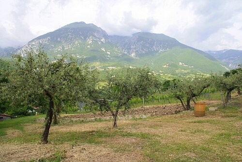 Fabulous plot with vines, olives and 2.. - 2