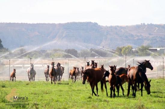 the perfect stud farm for the demanding..
