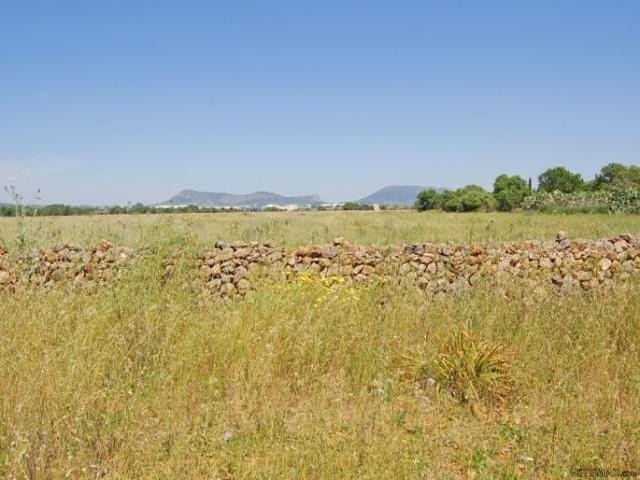 Large plot near the Son Antem Golf..